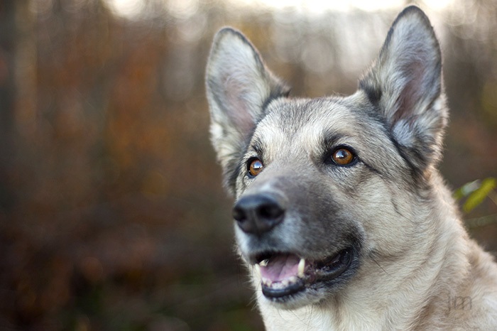 Hundefotograf Göttingen, Hundefotografie Göttingen, Fotografie Göttingen, Fotograf Göttingen, Jonathan Michaeli