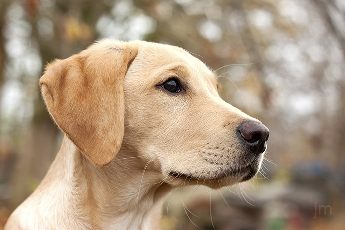 Hundefotograf Göttingen, Hundefotografie Göttingen, Fotografie Göttingen, Fotograf Göttingen, Jonathan Michaeli