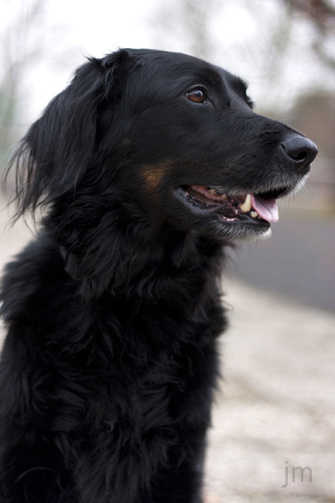 Hundefotograf Göttingen, Hundefotografie Göttingen, Fotografie Göttingen, Fotograf Göttingen, Jonathan Michaeli