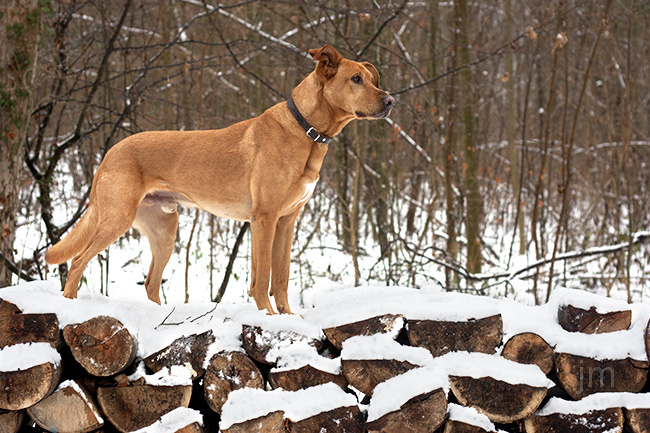 Hundefotograf Göttingen, Hundefotografie Göttingen, Fotografie Göttingen, Fotograf Göttingen, Jonathan Michaeli