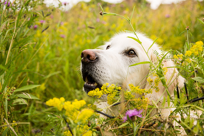 Hundefotograf Göttingen, Hundefotografie Göttingen, Fotografie Göttingen, Fotograf Göttingen, Jonathan Michaeli