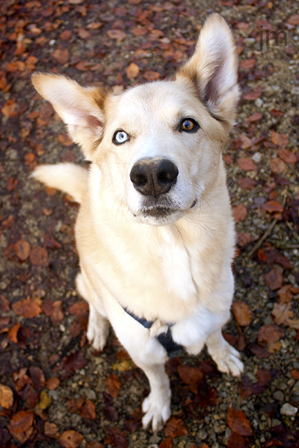 Hunde Fotograf Göttingen, Hunde Fotografie Göttingen, Jonathan Michaeli Fotografie, jo-foto