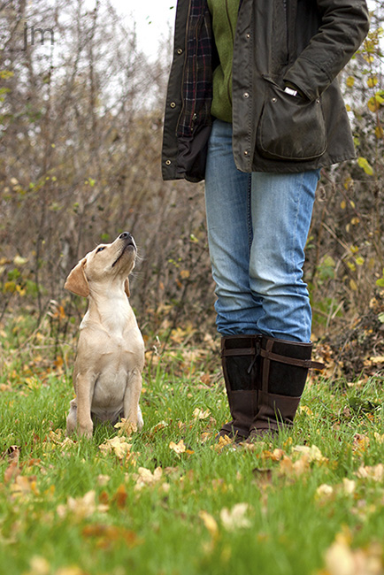 Hunde Fotograf Göttingen, Hunde Fotografie Göttingen, Jonathan Michaeli Fotografie, jo-foto