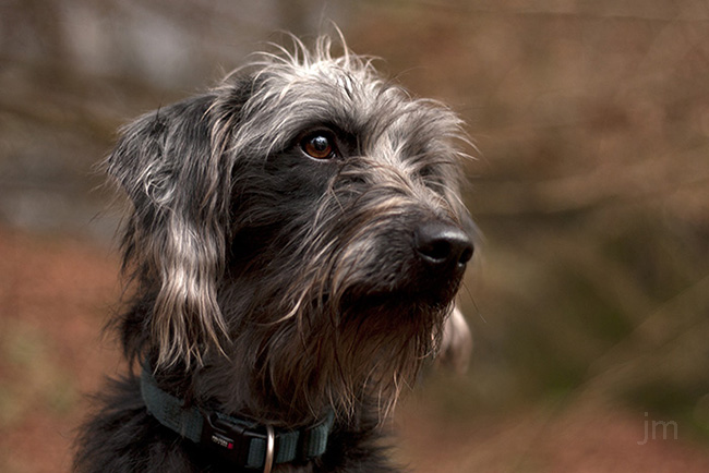 Hunde Fotograf Göttingen, Hunde Fotografie Göttingen, Jonathan Michaeli Fotografie, jo-foto