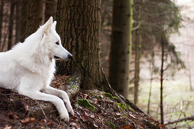 Hunde Fotograf Göttingen, Hunde Fotografie Göttingen, Jonathan Michaeli Fotografie, jo-foto