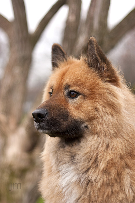 Hunde Fotograf Göttingen, Hunde Fotografie Göttingen, Jonathan Michaeli Fotografie, jo-foto
